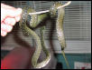 Diamond Python On a Stick