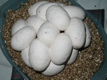 Carpet Eggs