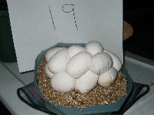 Carpet Eggs
