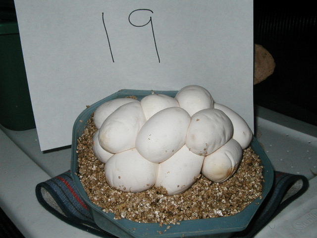 Carpet Eggs