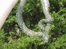 Pure Diamond Male