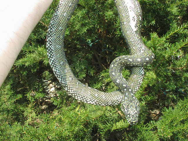 Pure Diamond Male