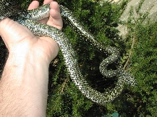 Pure Diamond Male