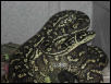 Diamond x Jungle Male Breeder of babies