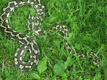 Proven Female Diamond x Jungle