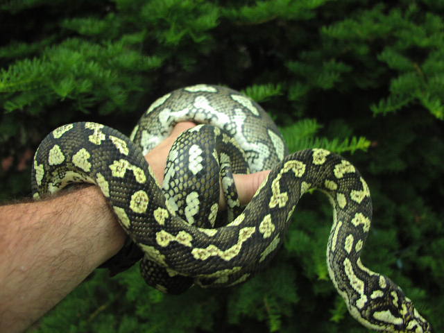 Proven Female Diamond x Jungle