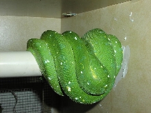 Adult Male GTP