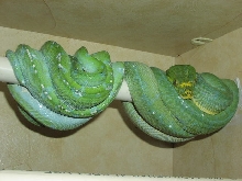 Proven Pair of GTP's