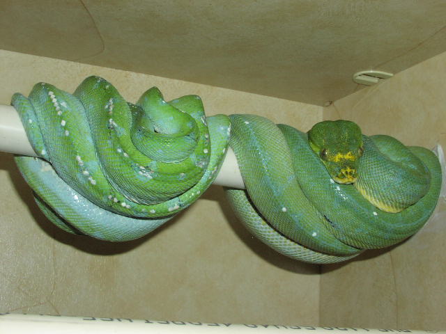 Proven Pair of GTP's