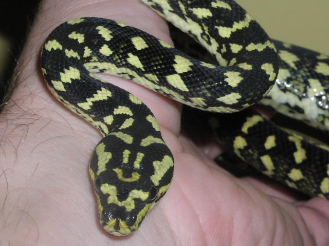 JCP Female Coiled Up