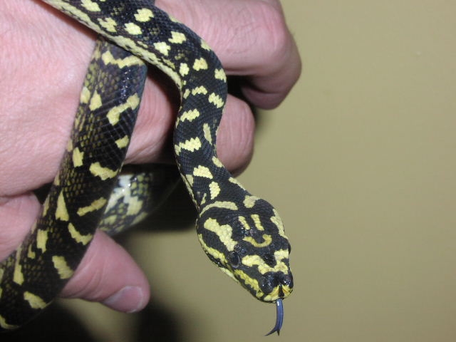 6/01 JCP Female Blue Tongue