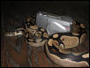 My First Snake. Maximus.