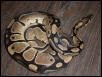 My First Snake. Maximus.