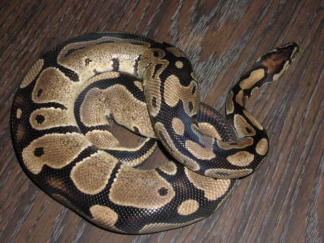 My First Snake. Maximus.