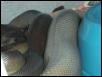 Papuan Female Gravid?