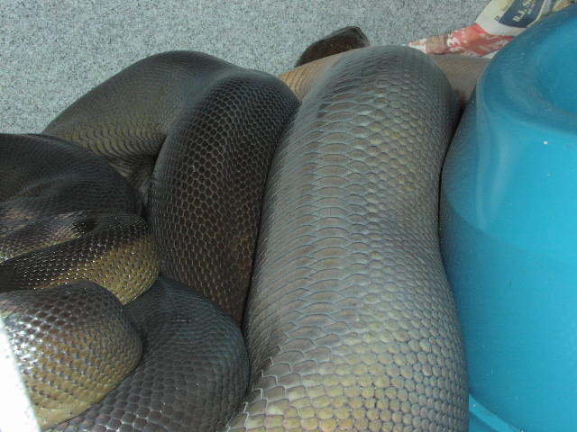 Papuan Female Gravid?