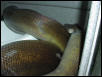 Papuan Female #2 Gravid?
