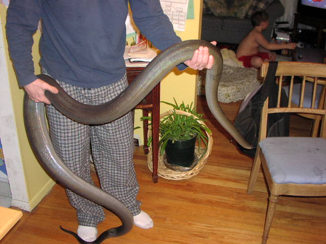 Papuan Female Long View