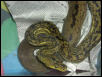 Timor Python