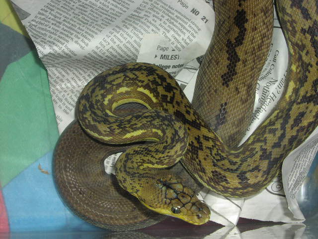 Timor Python