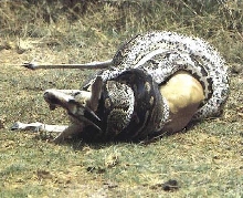 African Rockpython eating