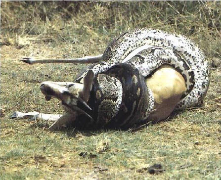 African Rockpython eating
