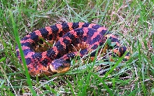 Northern VA Mystery Snake
