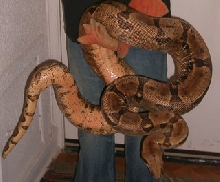 8 ft plus Female Hypo