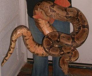 8 ft plus Female Hypo