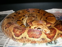 6 ft. plus Hypo Pastel Female
