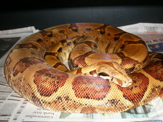 6 ft. plus Hypo Pastel Female