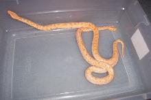 Albino Burms Poss. Double het Labyrinth/Granite