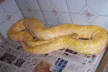 Albino Burmese Python Het Labyrinth