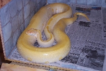 Albino Green Burmese