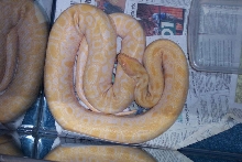 Albino Burmese Het Labyrinth
