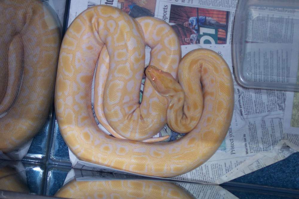 Albino Burmese Het Labyrinth