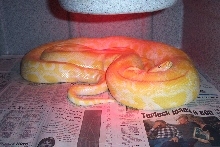 Male albino burmese het labyrinth
