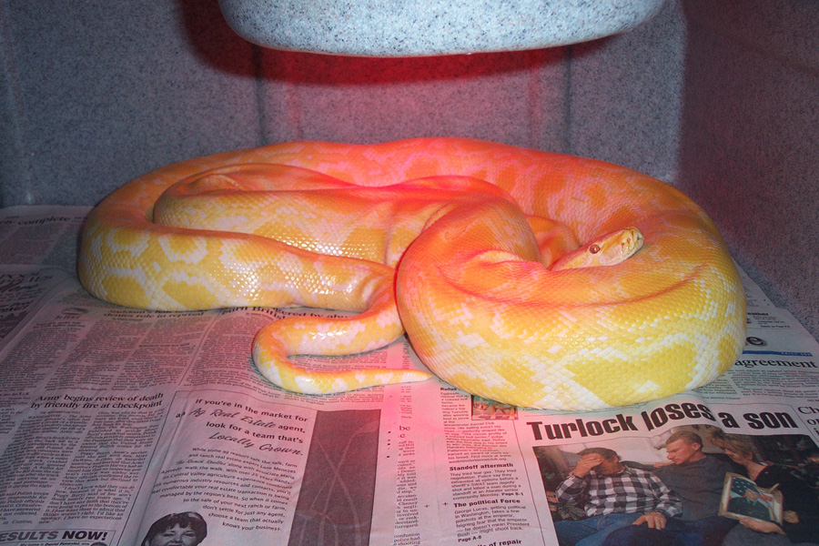 Male albino burmese het labyrinth