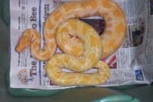 albino burm het labyrinth