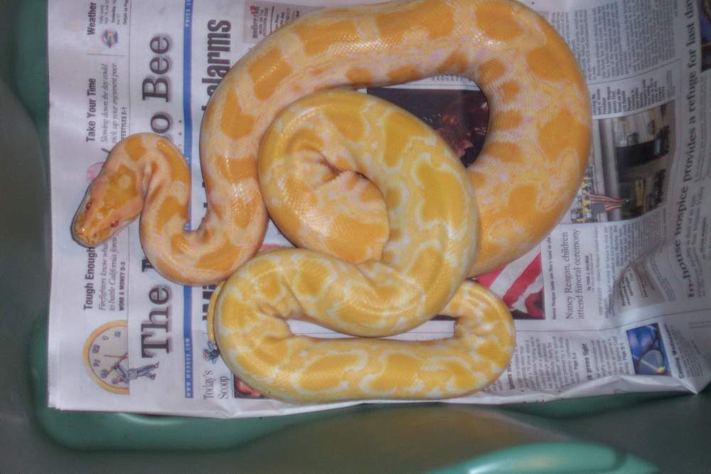 albino burm het labyrinth