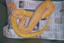 albino green burmese