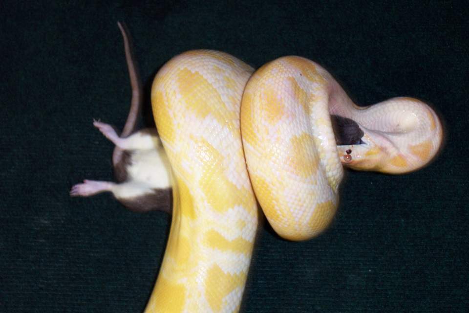 albino burm het labyrinth