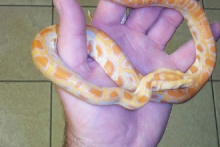 new hatchling burm