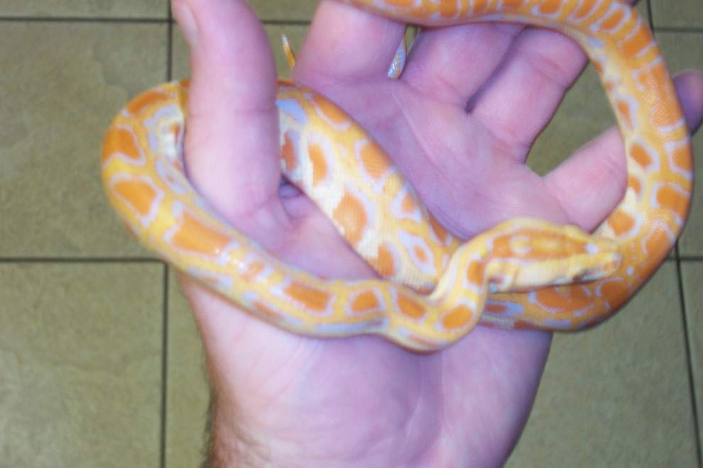 new hatchling burm