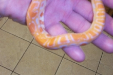 pic 2 hatchling burm
