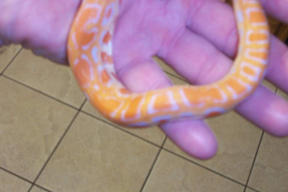 pic 2 hatchling burm