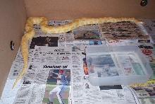 Albino burm het labyrinth