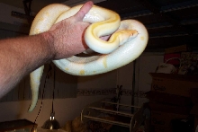 Albino green Burm
