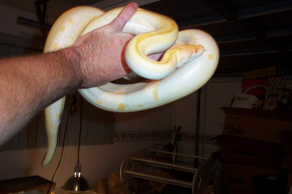 Albino green Burm