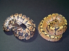 Couple mophs